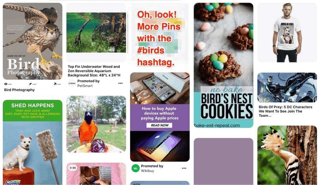 Bird Pinterest Image